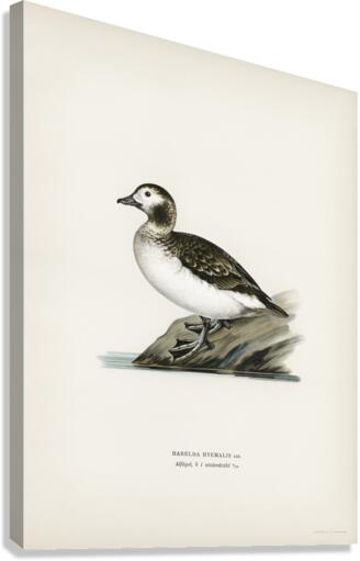 Harelda Hyemalis Canvas Print