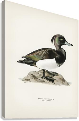 Ferruginous duck male Nyroca fuligule Canvas Print