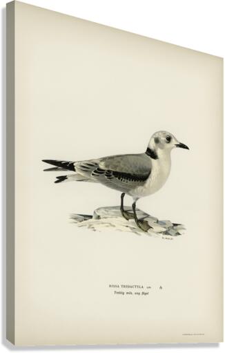 Black-legged kittiwake Rissa Tridactyla Canvas Print