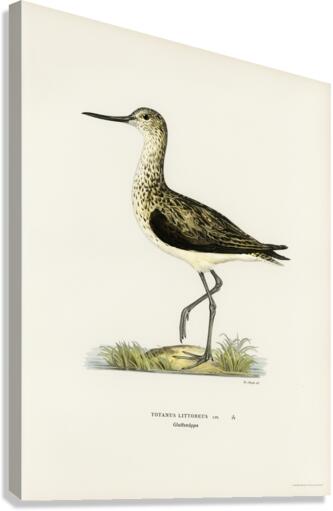 Greenshank Totanus Littoreus Canvas Print