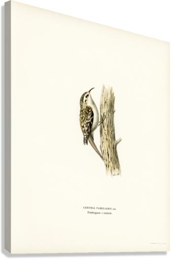 Eurasian treecreeper Certhia familiaris Canvas Print