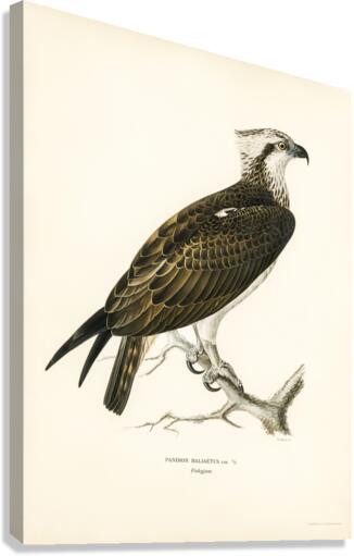 Osprey Pandion haliaetus Canvas Print