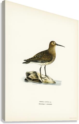 Dunlin Tringa Alpina Canvas Print
