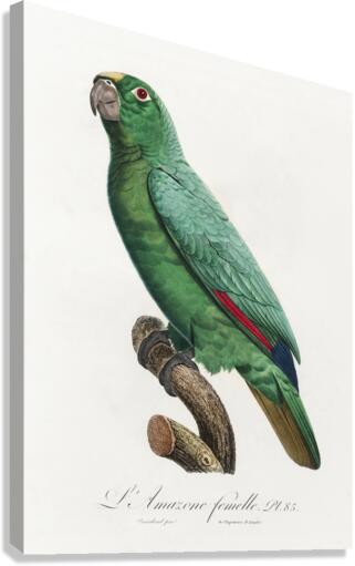Yellow-crowned amazon Canvas Print