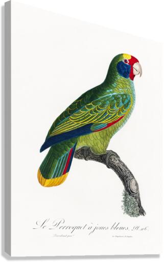 Red-and-blue amazon  Canvas Print