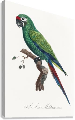 Military macaw Canvas Print