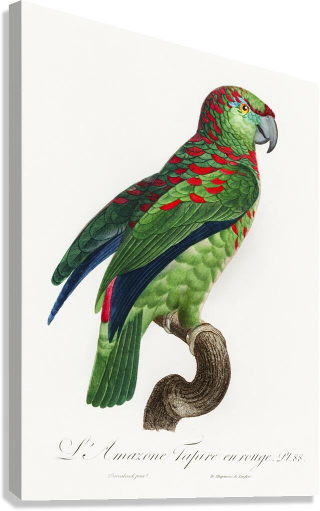 Black lory  Canvas Print