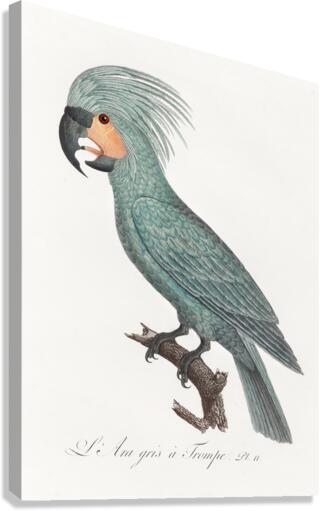 Goliath cockatoo  Canvas Print