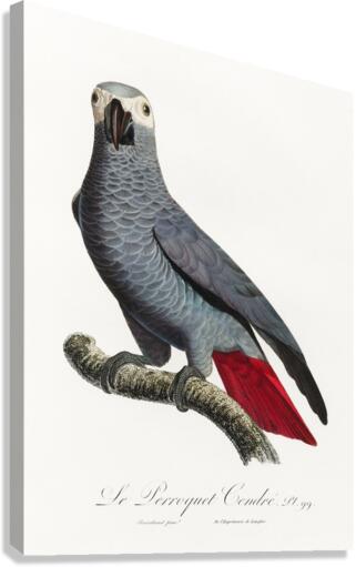 Congo grey parrot  Canvas Print