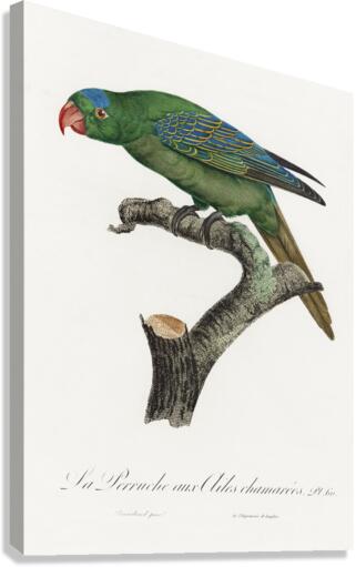 Yellow-crowned parakeet  Canvas Print