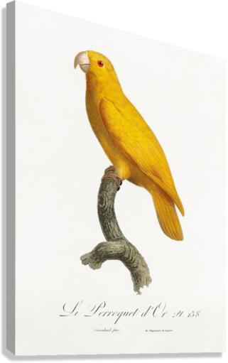 Lessons parrotlet  Canvas Print