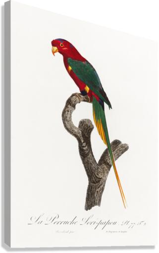 Papuan lorikeet  Canvas Print