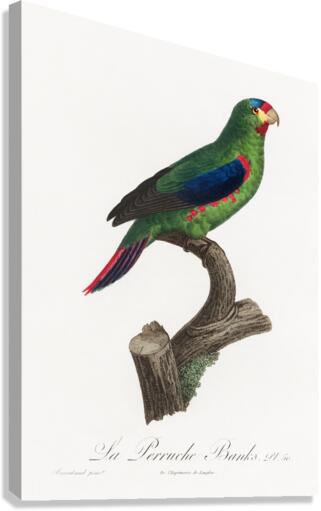 Swift parrot Canvas Print