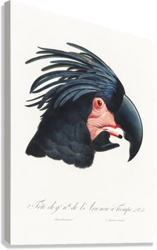 Goliath cockatoo  Canvas Print