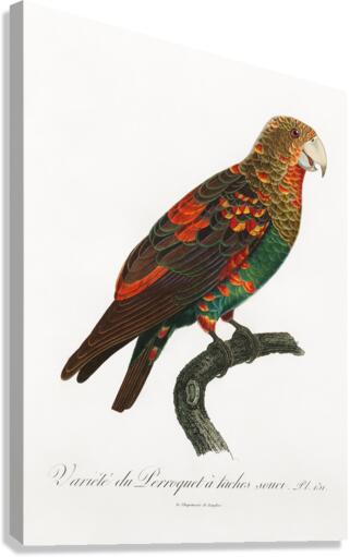 Brown-necked parrot  Canvas Print