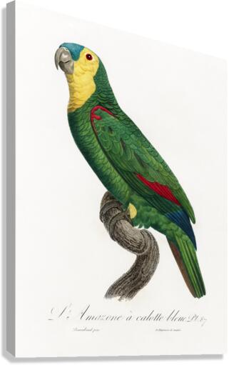 Blue-fronted amazon  Canvas Print