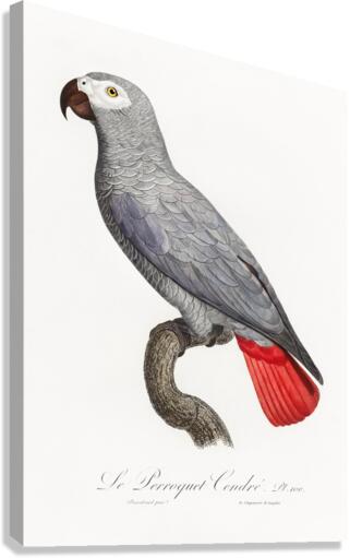 Congo grey parrot  Canvas Print