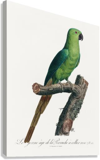Ring-necked parakeet  Canvas Print