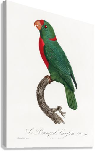 Jardines parrot  Canvas Print