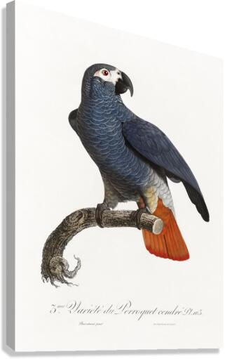 African grey parrot  Canvas Print