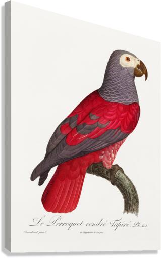 African grey parrot  Canvas Print