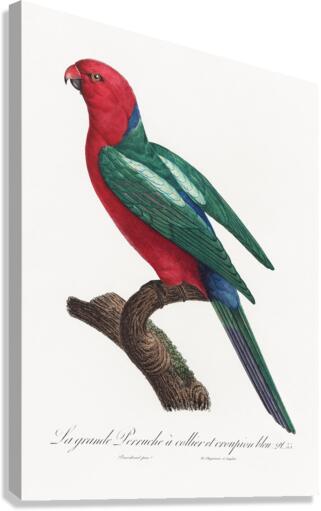 Australian king parrot  Canvas Print