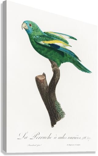Canary-winged parakeet  Canvas Print