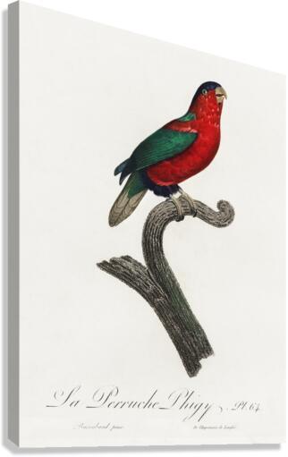 Pygmy parrot  Canvas Print