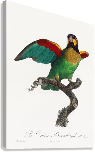 Orange-cheeked parrot  Canvas Print