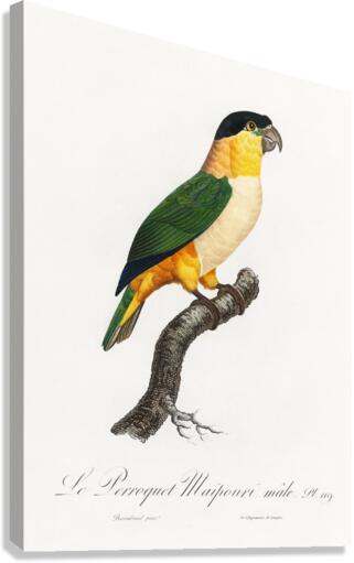 Black-Headed Parrot  Canvas Print