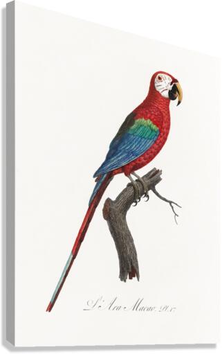 Scarlet macao  Canvas Print