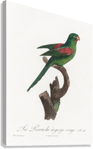 Red-throated conure  Canvas Print