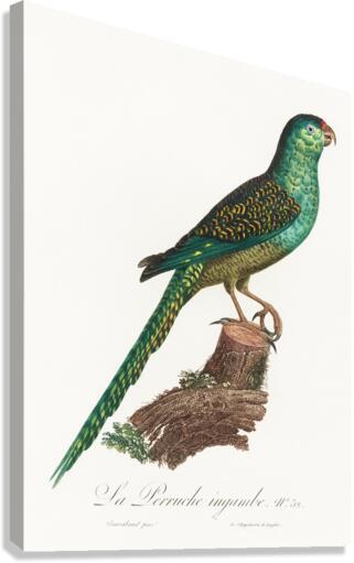Ingambe parakeet  Canvas Print