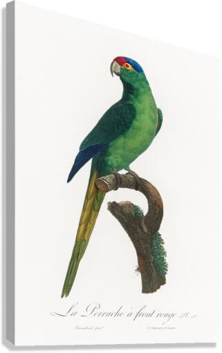 Red-fronted parakeet  Canvas Print