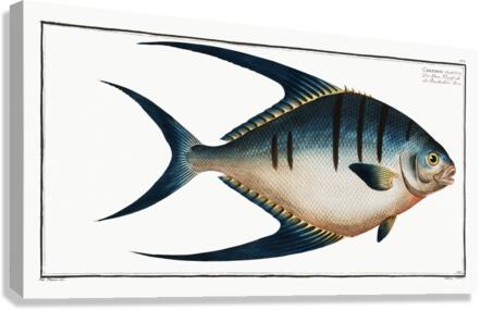 Chaetodon glaucus Canvas Print