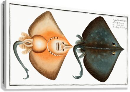 Sharp Nosed-Ray Raja Oxyrinchus Canvas Print