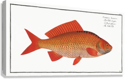 Gold-Fish Cyprinus Auratus Canvas Print