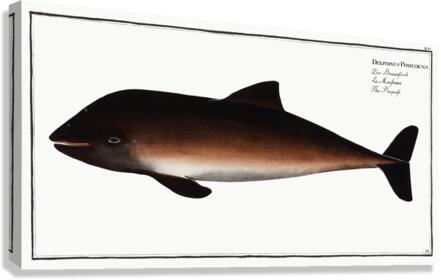 Porpesse Delphinus Phocoena Canvas Print