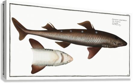 Picked- Dog Squalus Acanthias Canvas Print