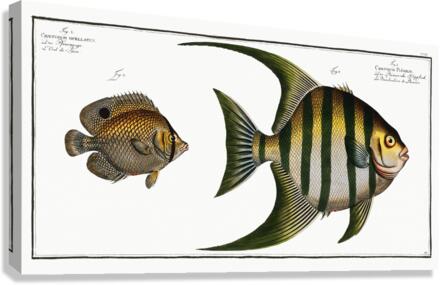 1. Chaetodon Plümieri 2. Chaetodon ocellatus Canvas Print