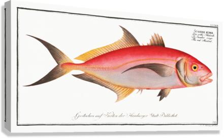 Red Mackrel Scomber ruber Canvas Print