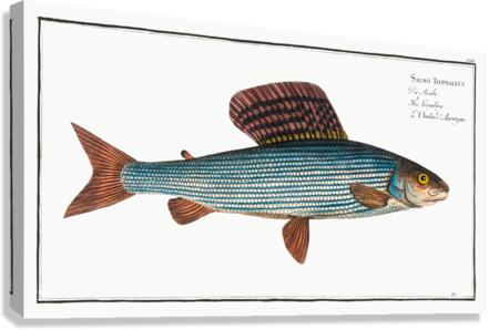 Grayling Salmo Thymallus Canvas Print