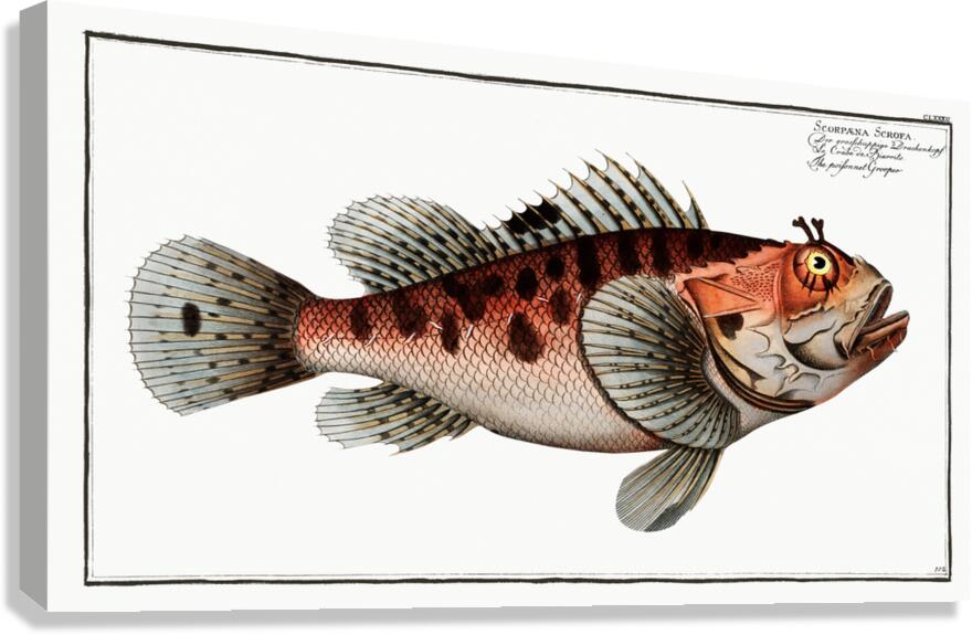 Poisonnet Grooper Scorpaena Scrofa Canvas Print
