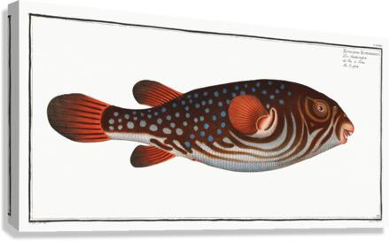 Toadfish Tetrodon Testudineus Canvas Print