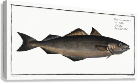 Coal Fish Gadus Carbonarius Canvas Print