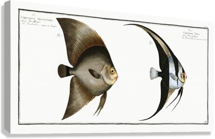 1. Chaetodon Teira 2. Chaetodon Vespertilio Canvas Print