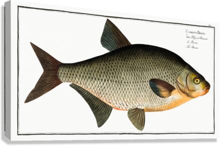 Bream Cyprinus Brama Canvas Print