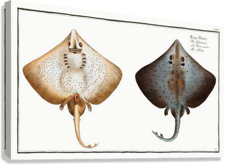 Skate Raja Batis Canvas Print