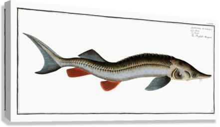 Rusfish-Sturgeon Acipenser Ruthenus Canvas Print