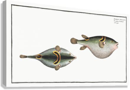 Eyespot puffer Tetrodon ocellatus Canvas Print